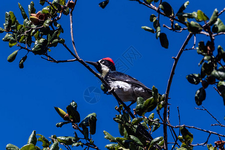 长满橡子的橡树是橡子啄木鸟在秋天的蓝天下栖息和觅图片