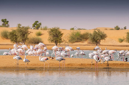 在阿拉伯联合酋长国沙漠中AlQudra湖绿洲的一个泥礁环湖的泥水中图片