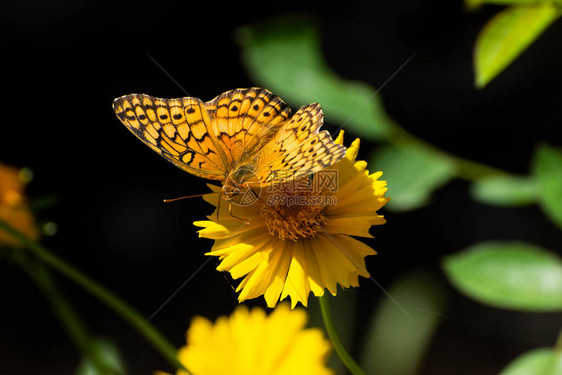美丽的橙色和黑色泽林贝母蝴蝶用它的长舌从花园里一朵明亮的黄色田野万寿菊图片
