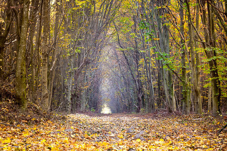 秋天森林里的树间小路树林里的金秋图片