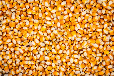 金黄色玉米种子特写全画幅图片