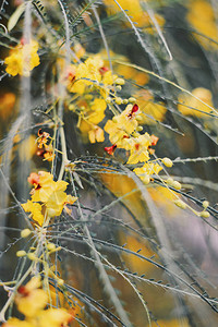 棕榈树黄花茂盛帕洛维德植树图片