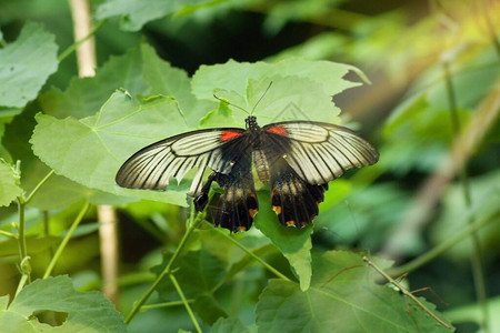 是一种原产于南亚的大型蝴蝶图片