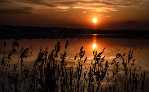 日落时湖上的芦苇丛背景图片