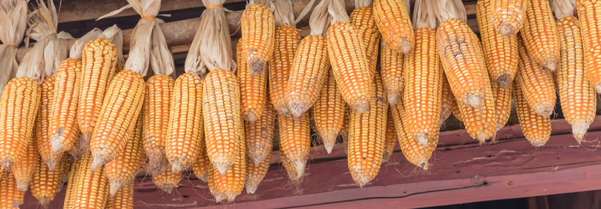 在越南北部当地木屋的椽子上悬挂的玉米棒上的干玉米串全景农村谷仓