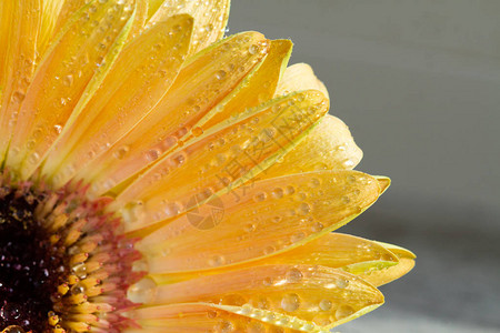 用水滴近距离拍摄黄色非洲菊花背景图片
