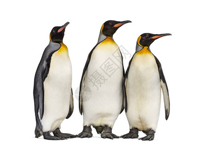 King企鹅群站在一起图片