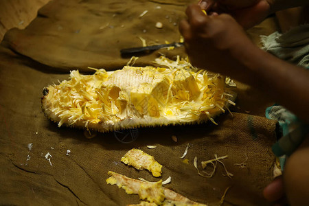 一个男人手的特写镜头正在切割成熟的菠萝蜜图片