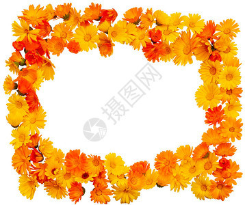 橙色框架的万寿菊花上白色孤立金盏花金盏花普通万寿菊或图片