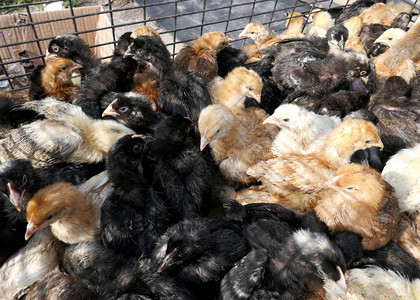 出售孵化鸡农业农业图片