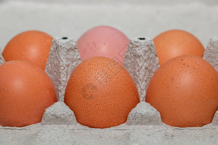 土制棕色鸡蛋装在生态图片