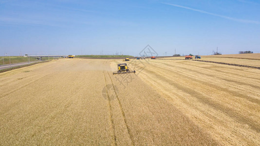 夏季收割小麦联合收割机农业机械在田间收集金色成熟的小麦图片