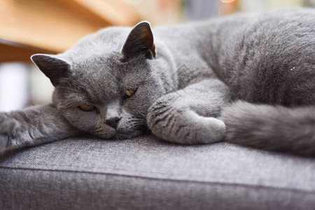 睡得安稳的猫从家里最喜爱的椅子图片