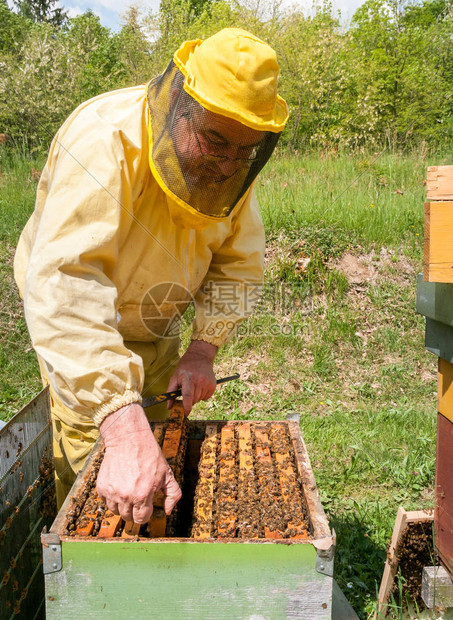 养蜂人正与蜜蜂和蜜一起工作在养蜂上图片