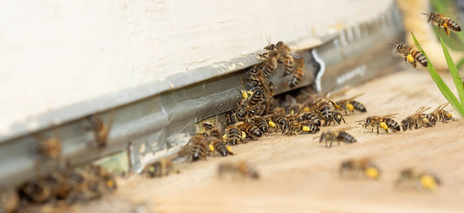 许多蜜蜂有花粉和花蜜图片