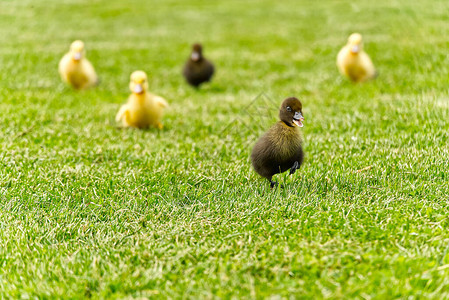 小刚出生的小鸭子在绿草的后院跑模糊的焦点阳光明媚的日子里图片