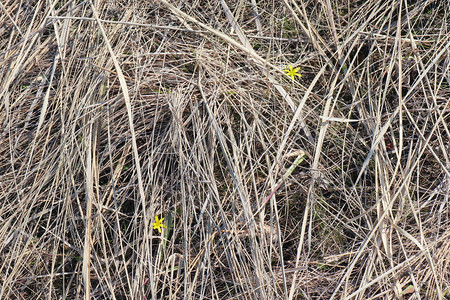 田野干草丛中的黄花图片