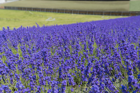 北海道薰衣草盛开的花园图片