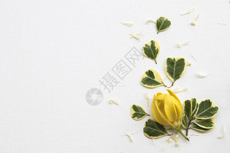 黄色花朵依兰与白色花朵茉莉花亚洲当地植物群布置平躺明信片图片