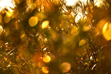秋天阳光明媚的白天公园树枝b图片