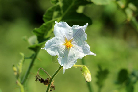 番茄或Solanumsisymbriifolium或Vilavila或粘茄属植物RedbuffaloburFireandic图片