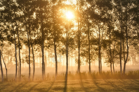 防风森林与日出背景图片
