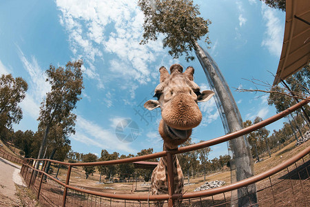 长颈鹿伸出舌头吃胡萝卜图片