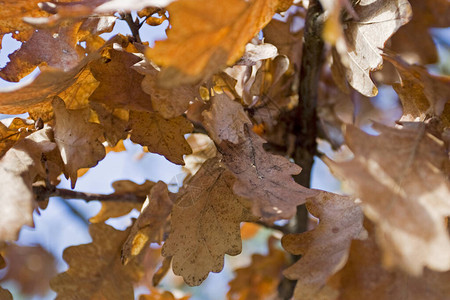 秋天的橡树叶阳光明媚的日图片