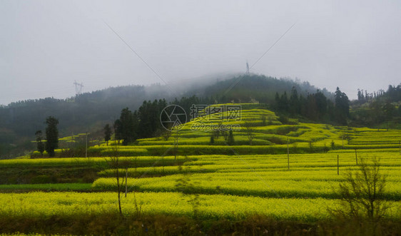 Canola田地Luoping带烟雾的图片