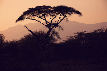 非洲日落的Acacia树木周光图片
