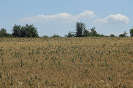 夏日阳光明媚的小麦田图片