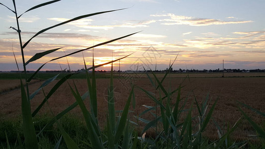 日落时田里的小麦穗，背景是夕阳图片