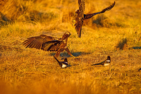 飞鹰西部沼泽鹞自然背景背景图片