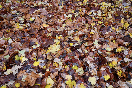 雨后五颜六色的秋叶覆盖着地面湿秋叶纹理棕色橡树叶和黄色枫叶背景图片