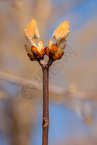 春天带芽的栗枝特写图片