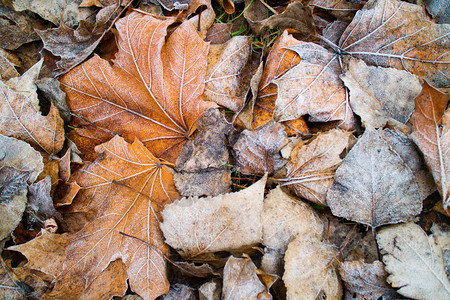 秋叶覆盖着白霜关闭图片