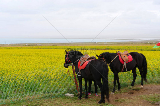 青海省的马和油菜花图片