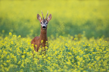 獐鹿狍巴克站在盛开的油菜田上图片