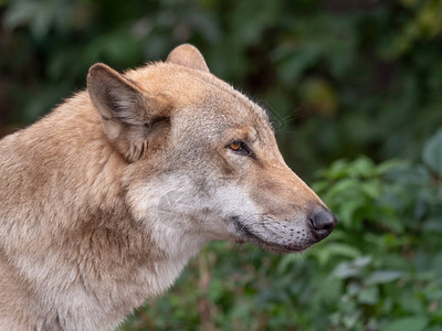 灰狼犬疮肖像圈养动物图片