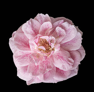 粉红白玫瑰花在黑色背景上的宏图片