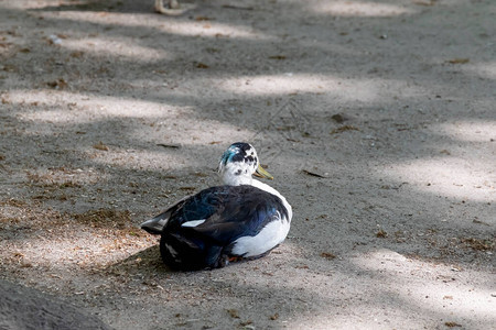 白鸭和黑鸭坐在沙地上在背景图片