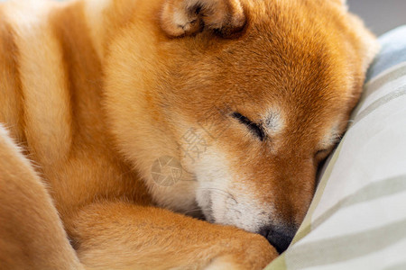宠物狗睡得很舒服蜷缩在床上图片