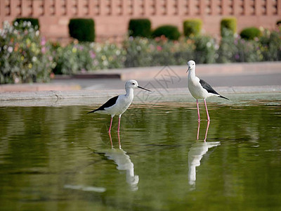 两只鸟倒映在公园池塘的水中图片
