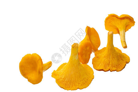 白色背景上明亮的橙色鸡油菌蘑菇一小束白色背景上的鸡油菌蘑菇图片
