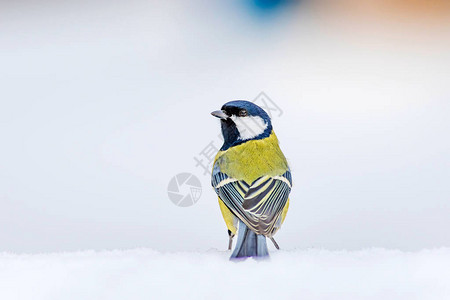 冬天和可爱的小白鸟白雪背景大黄蜂图片