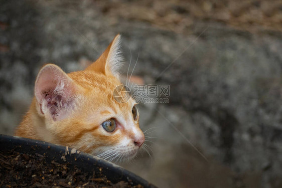 站立在花盆旁边的小猫或小猫特写镜头文本空间图片