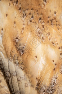 关闭美丽的英国谷仓猫头鹰羽毛图片