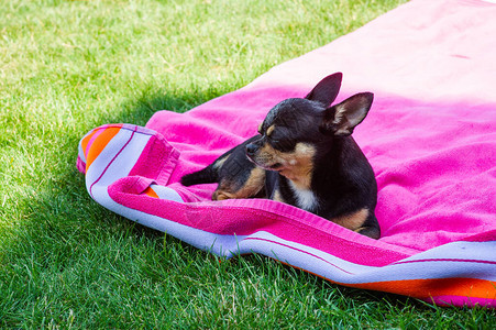 吉娃躺在粉红色的毛巾上吉娃动物宠狗黑狗图片