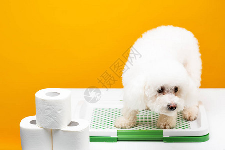 坐在宠物厕所的哈瓦尼狗在黄色孤立的白面色手纸上贴高清图片