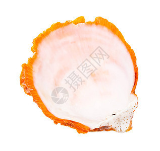 白色背景上孤立的空橙色蛤蜊贝壳图片